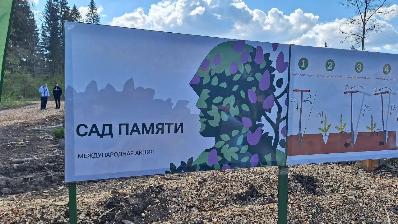 Сотрудники Минстройкомплекса Подмосковья высадили сосны в рамках «Сада памяти»