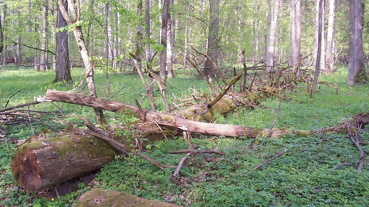 Валежник в 2019 году уберут на 3 тысячах гектаров подмосковных лесов