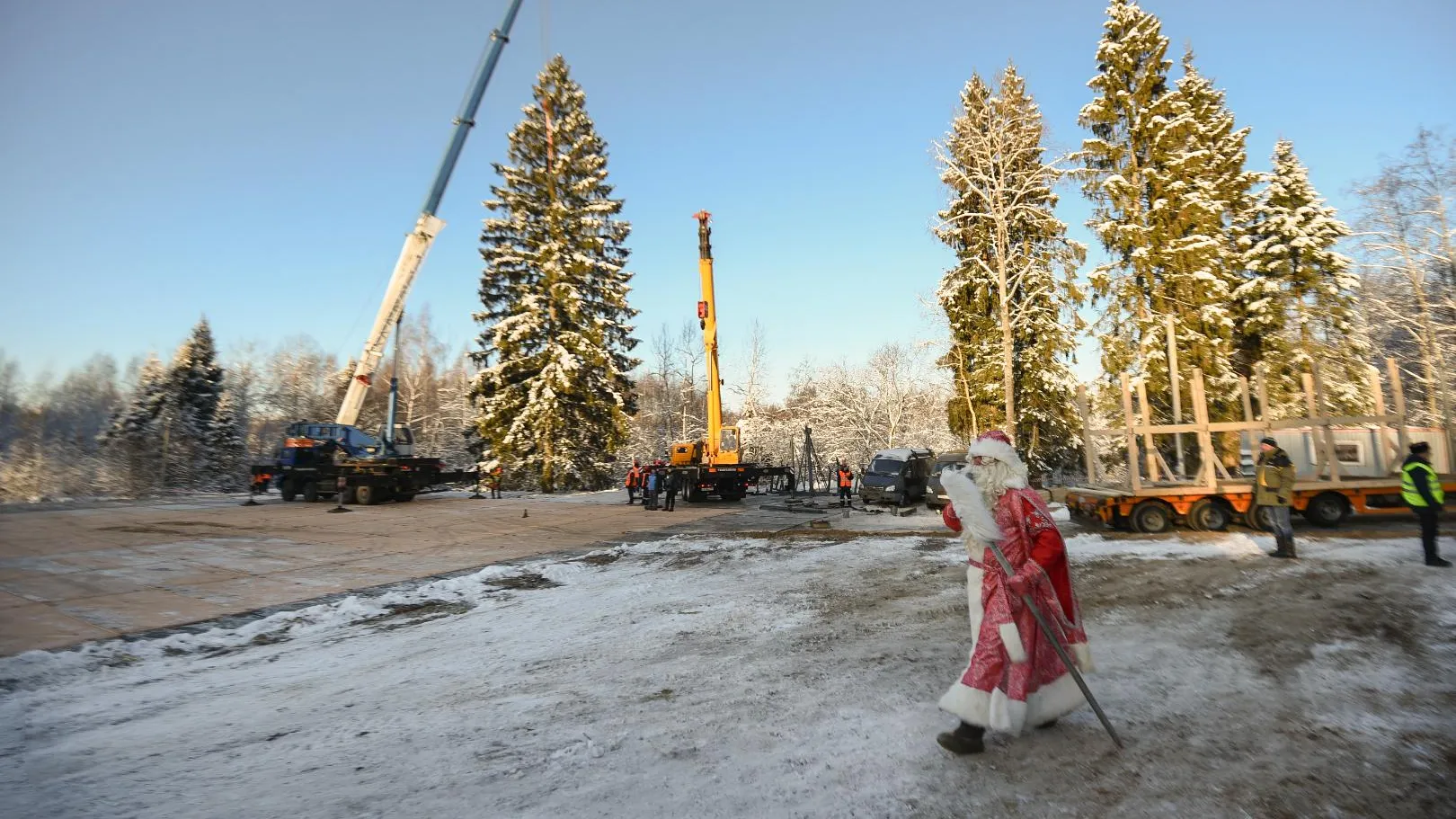 Главная новогодняя елка страны приедет в Кремль из Подмосковья 18 декабря