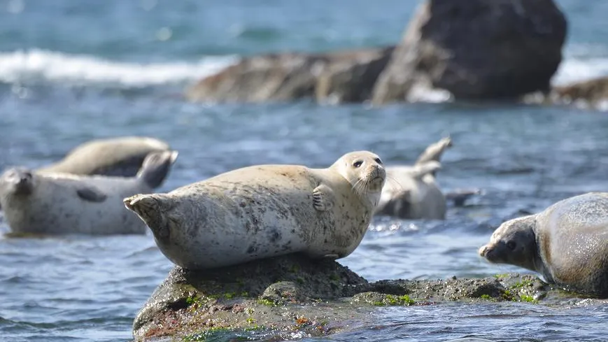 Более 480 мертвых тюленей нашли на побережье Каспийского моря в Дагестане
