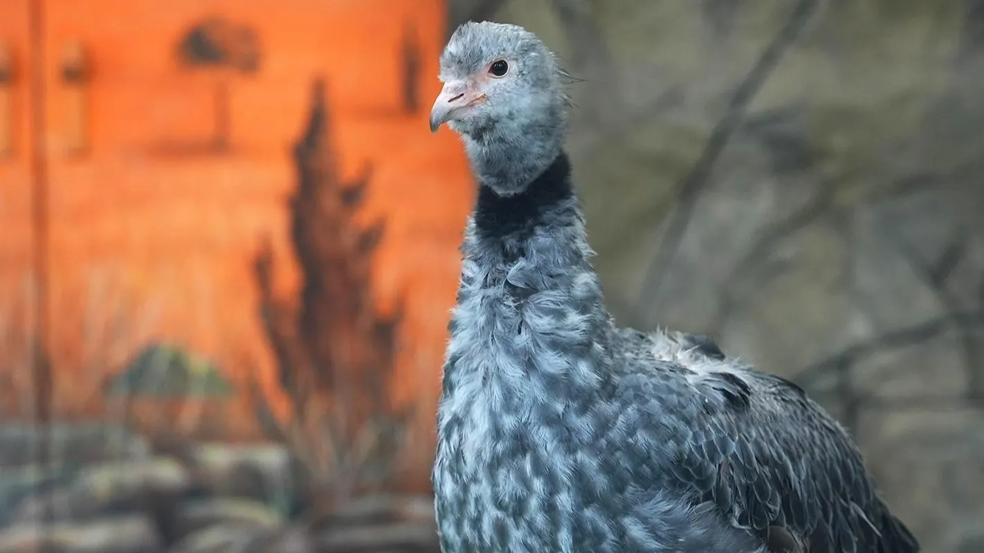 пресс-служба Департамента культуры города Москвы