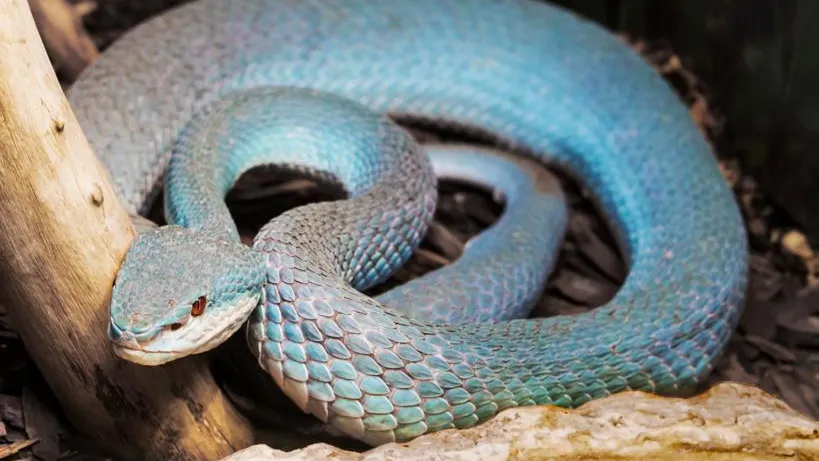 Редкая ядовитая змея укусила женщину зимой в Москве