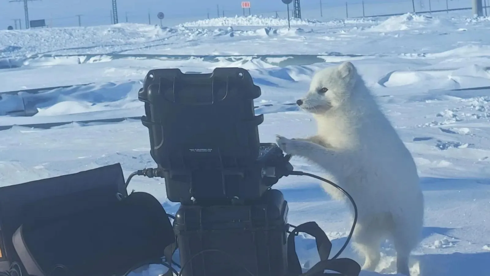 Пушистый инспектор проверил оборудование нефтяников в ЯНАО