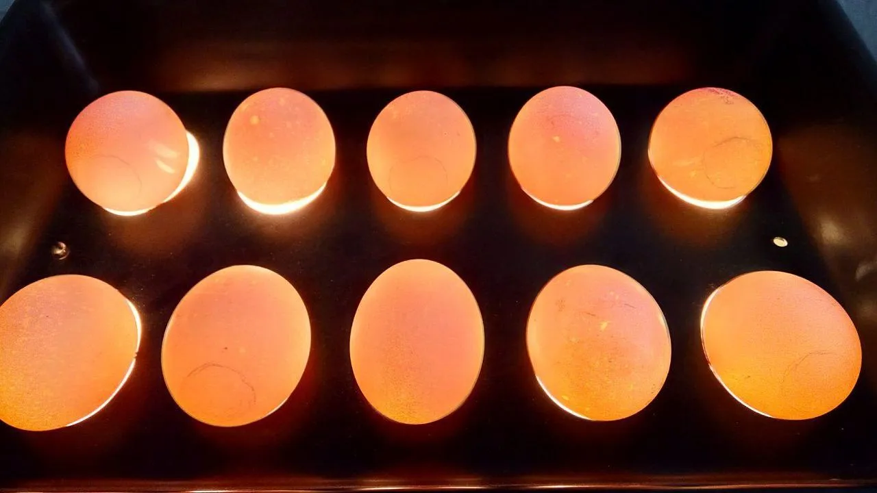 В Подмосковье проверили 357 проб яиц на ярмарках в январе