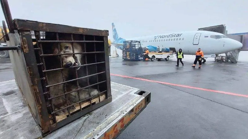 Раненая на острове Диксон белая медведица доставлена в Москву