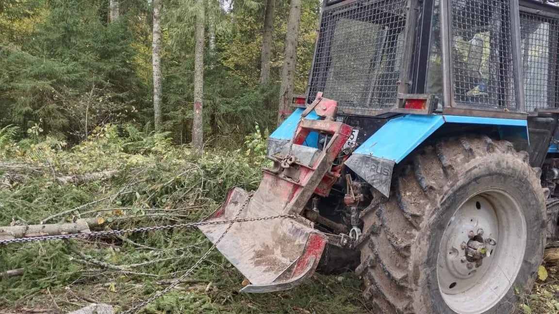 В Сергиево-Посадском округе провели сплошную санитарную рубку деревьев