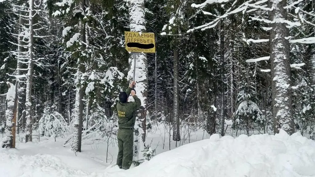 В двух округах Подмосковья лесная охрана убрала более 10 рекламных вывесок с деревьев