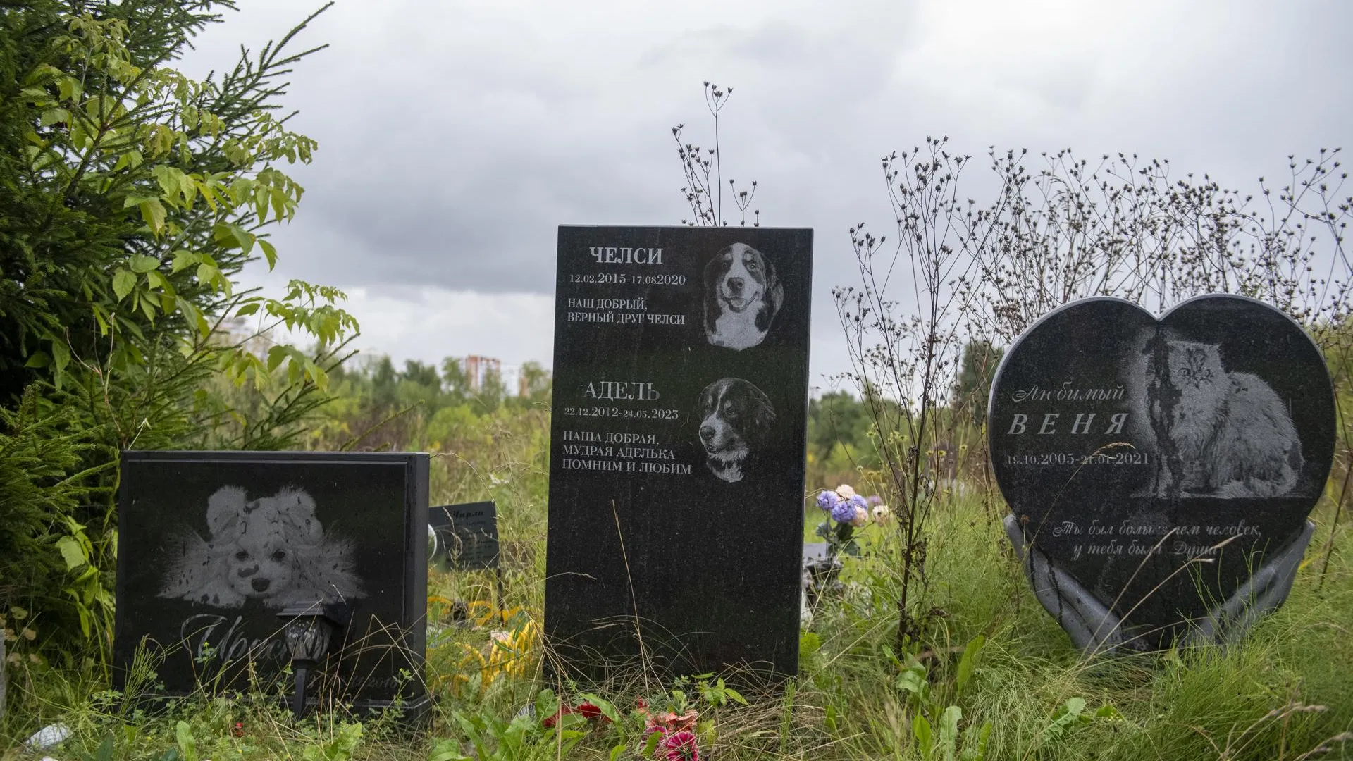 Памятник и похороны: психолог — о способах пережить смерть домашнего питомца