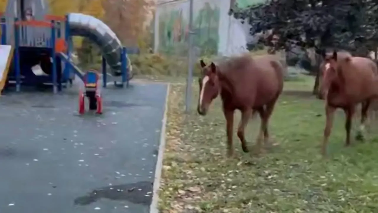 Лошади на самовыгуле бегают по поселку в Подмосковье