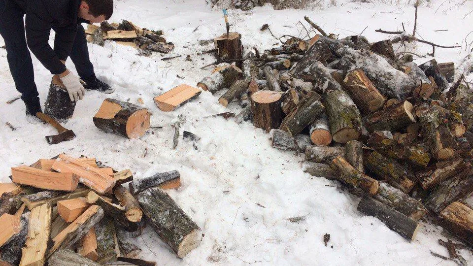 В Подмосковье в два раза снизились объемы заготовки древесины на дрова за 2019 год