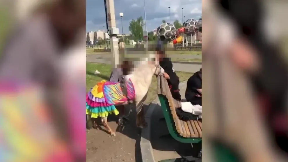 Жители Тагила пожаловались на плохое обращение с пони в парке «Народный»