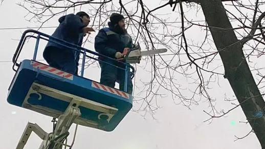 Аварийные деревья ликвидировали по 8 адресам в Мытищах