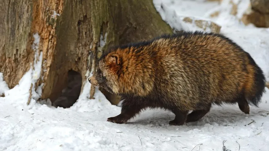 Видео: енотовидную собаку заметили на дороге в поселке Рустай