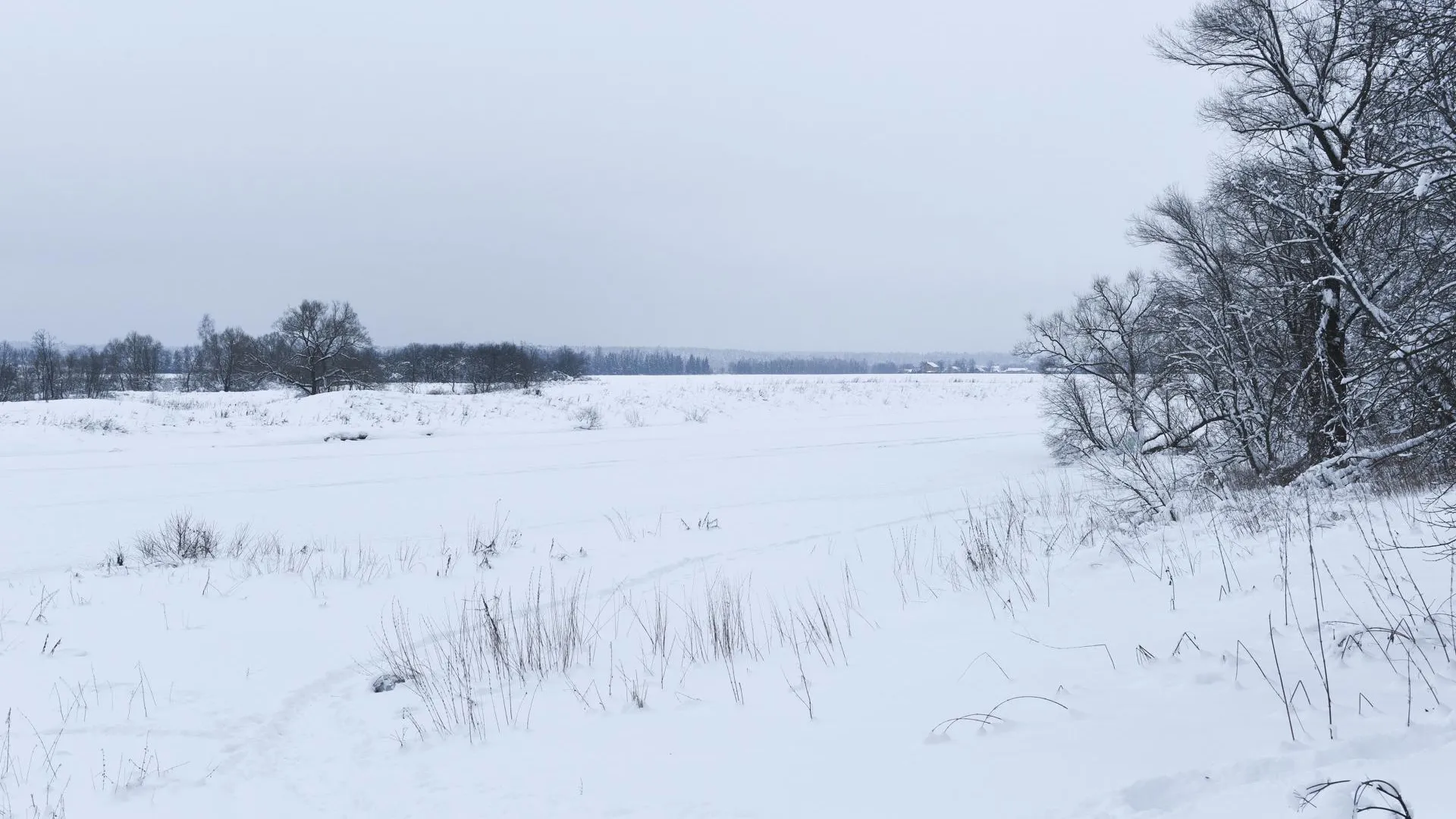 Прошедшие морозы в Подмосковье не сказались на озимых культурах