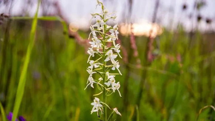 В лесу Павловского Посада обнаружили редкое растение