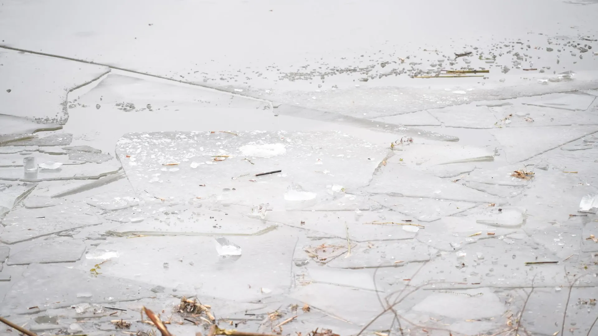 В Сергиево-Посадском округе машина-амфибия очищает Вавиловский пруд