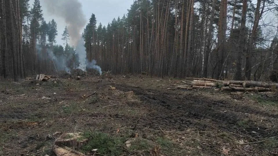 В подмосковных лесничествах начались работы по ликвидации последствий урагана