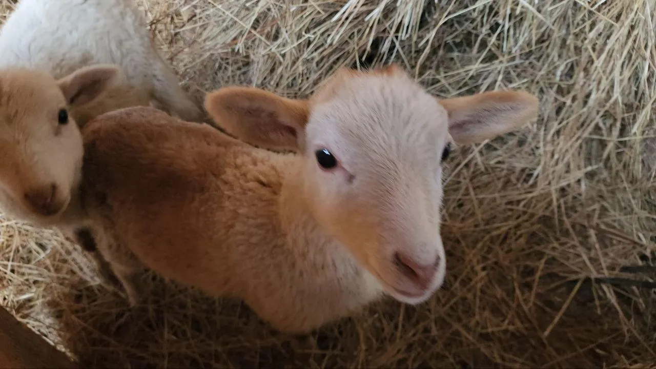 На экоферме в Домодедове появилось новое потомство