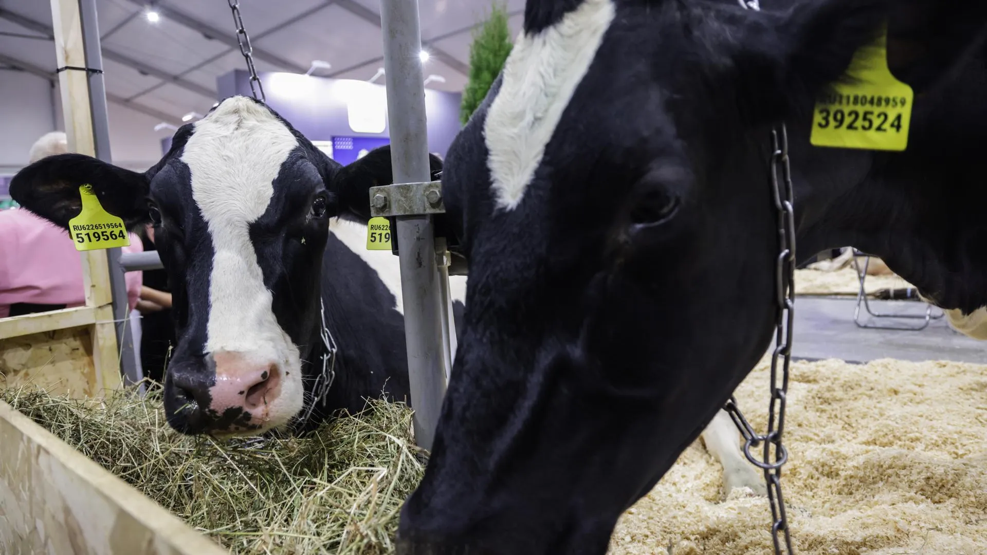 Ветеринары Подмосковья провели почти 2,5 млн мероприятий по защите здоровья животных