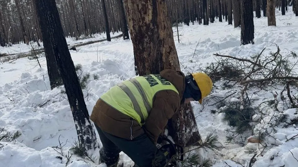 В Орехово-Зуевском округе начали санитарную рубку леса после пожара