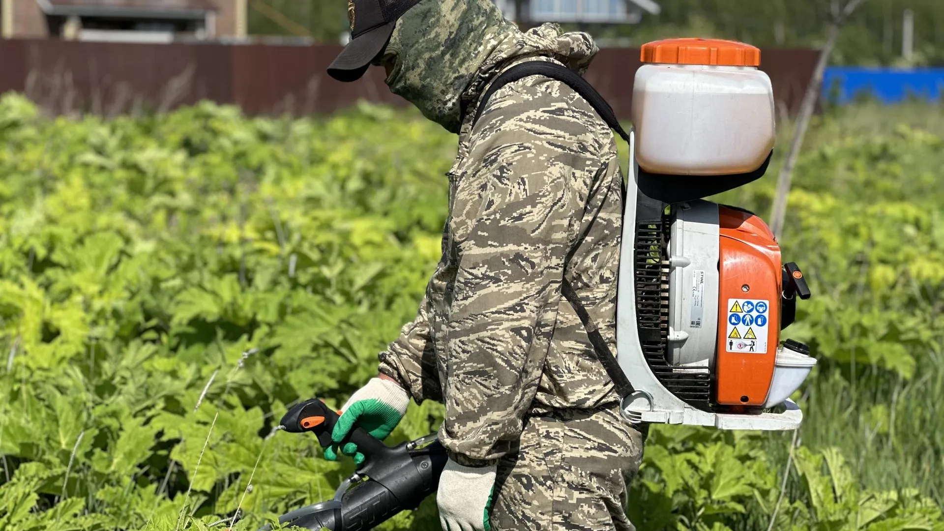 В Можайском округе проводятся мероприятия по борьбе с борщевиком Сосновского
