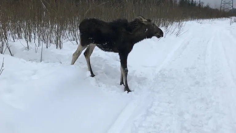 Лоси все чаще стали выходить к людям в Подмосковье зимой