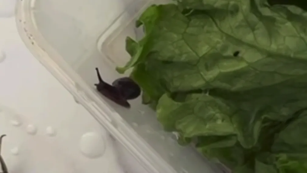 Назвали Котлетой: россиянка приютила неожиданного гостя из пачки с салатом