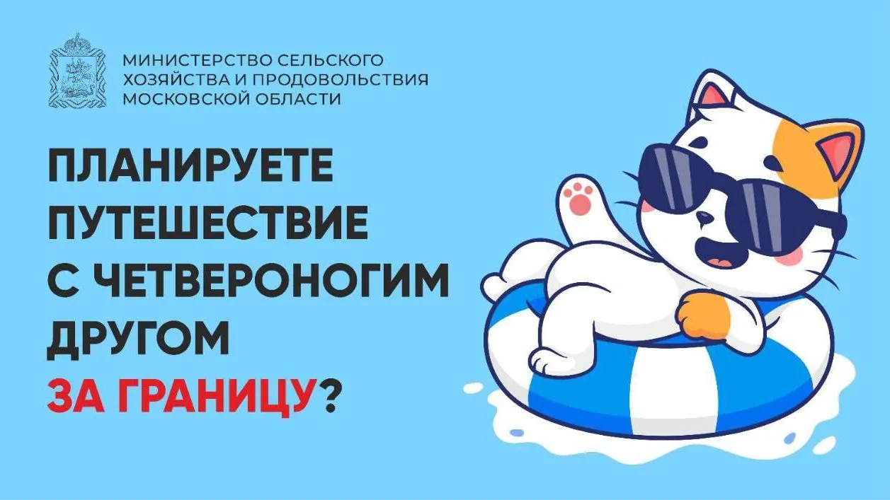 В Подмосковье напомнили правила для комфортного путешествия с питомцами