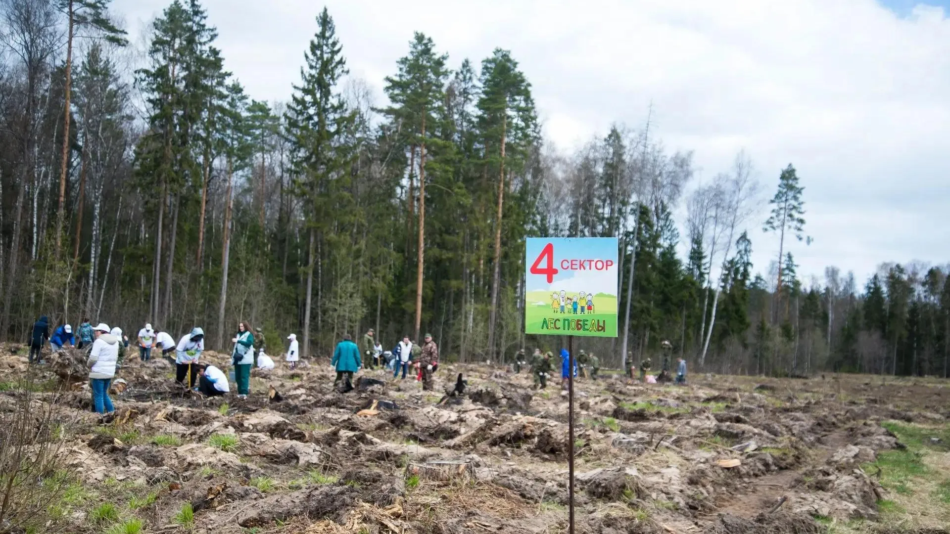 В Богородском округе прижились 95% деревьев акции «Лес Победы»