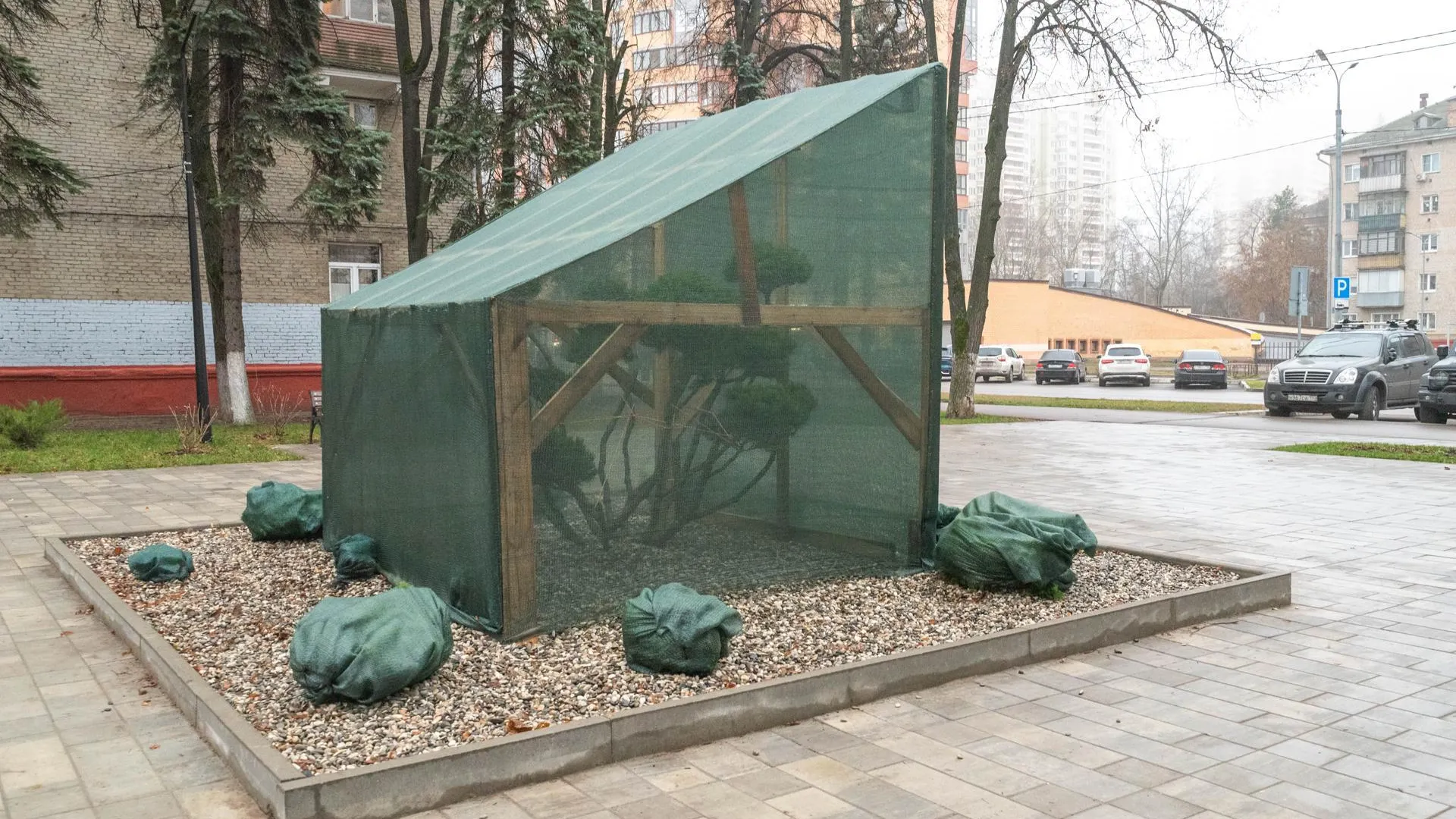 В Реутове защитили редкий бонсай в сквере на улице Ленина от зимних холодов