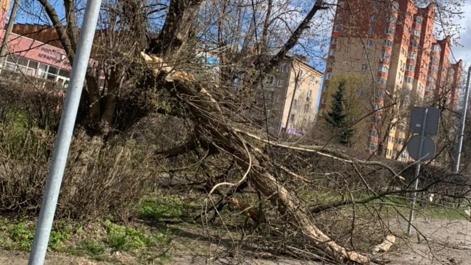 Сломанное дерево опилили в микрорайоне Кучино Балашихи по просьбе жителя
