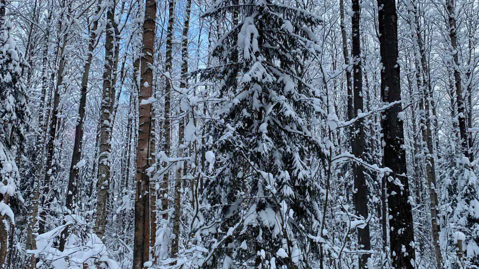 В Подмосковье в 2026 году проведут проходные рубки на 1 200 гектарах леса