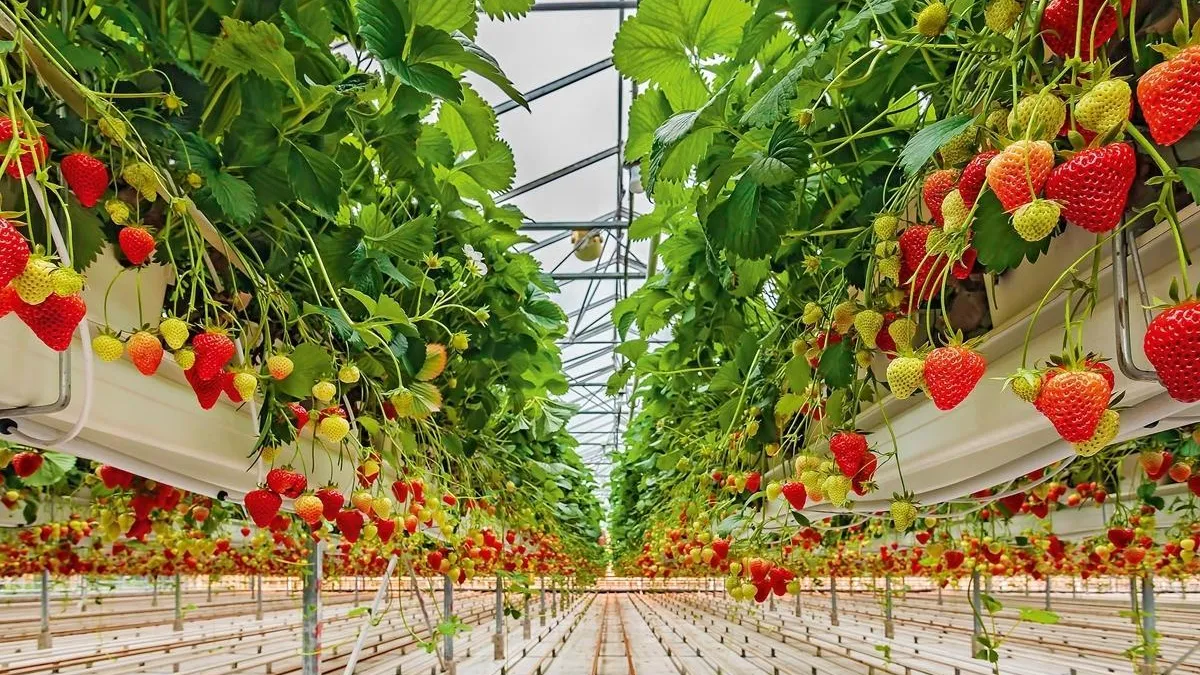Жителей Подмосковья призвали поддержать местные ягоды на конкурсе «Вкусы России»