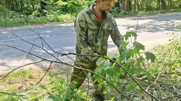 В Дмитровском округе очистили 53 гектара леса от сухостоя