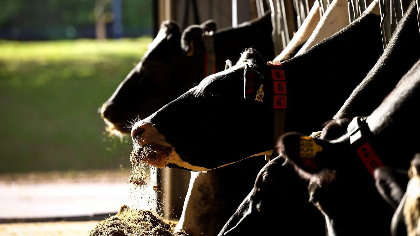 В Подмосковье продолжается программа поддержки фермеров «Подмосковные 10 гектаров»