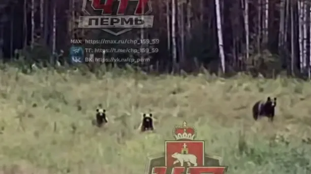 «Строиться! Смирно!»: медведи по команде встали на задние лапы под Пермью