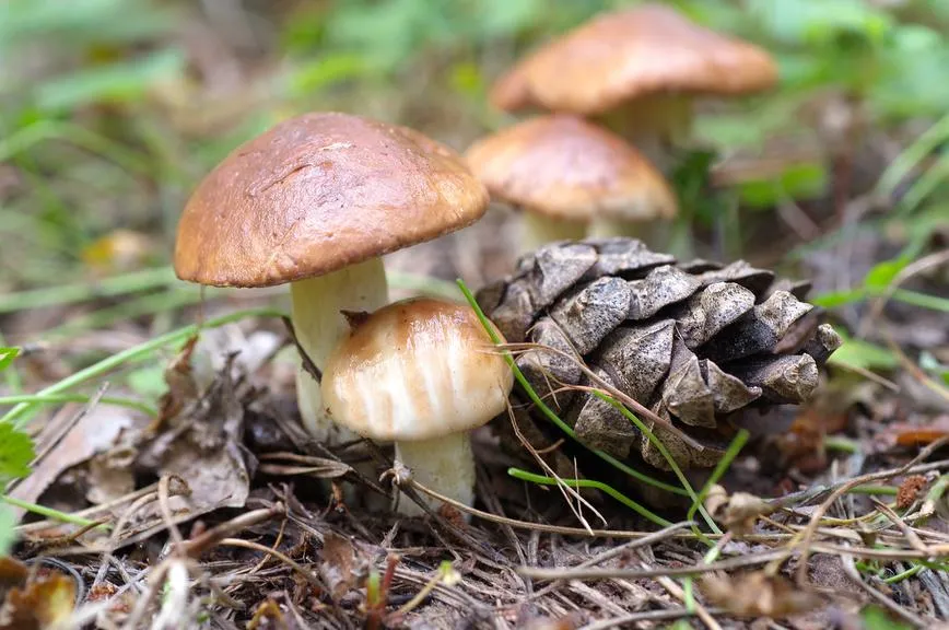 Елена Коромыслова / Фотобанк Лори