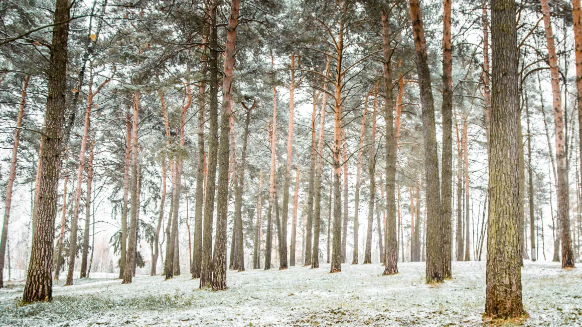 В Одинцовском округе оздоровят 780 гектаров леса в 2026 году