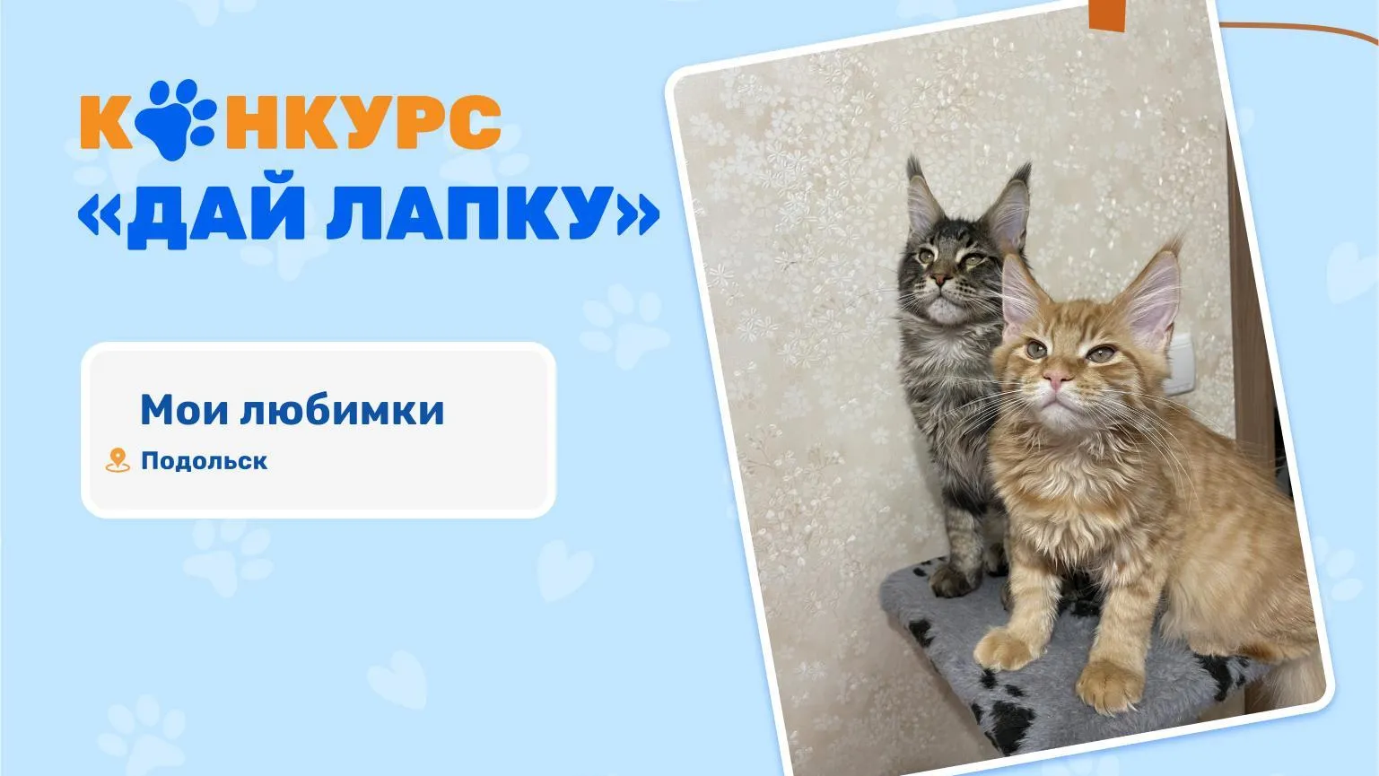 Жители Подмосковья до 31 декабря могут отправить фото питомцев на конкурс «Дай лапку!»