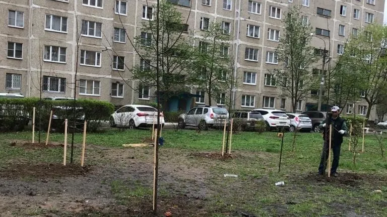 Саженцы лип высадили в одном из дворов на Школьной улице Подольска