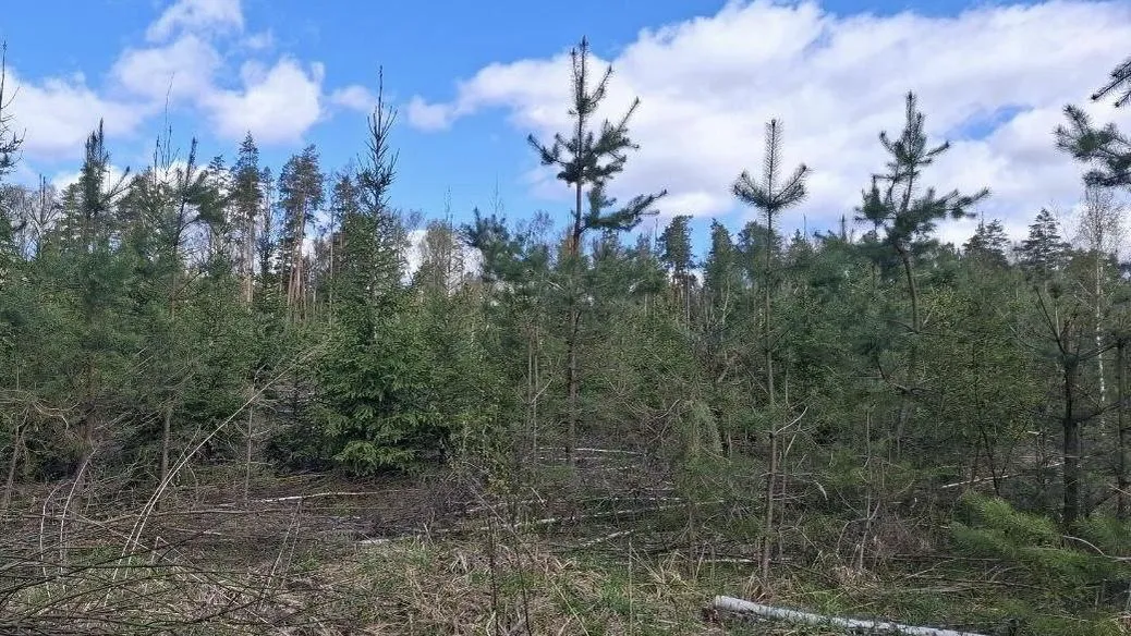 В Подмосковном учебно-опытном лесничестве завершились работы по восстановлению лесов