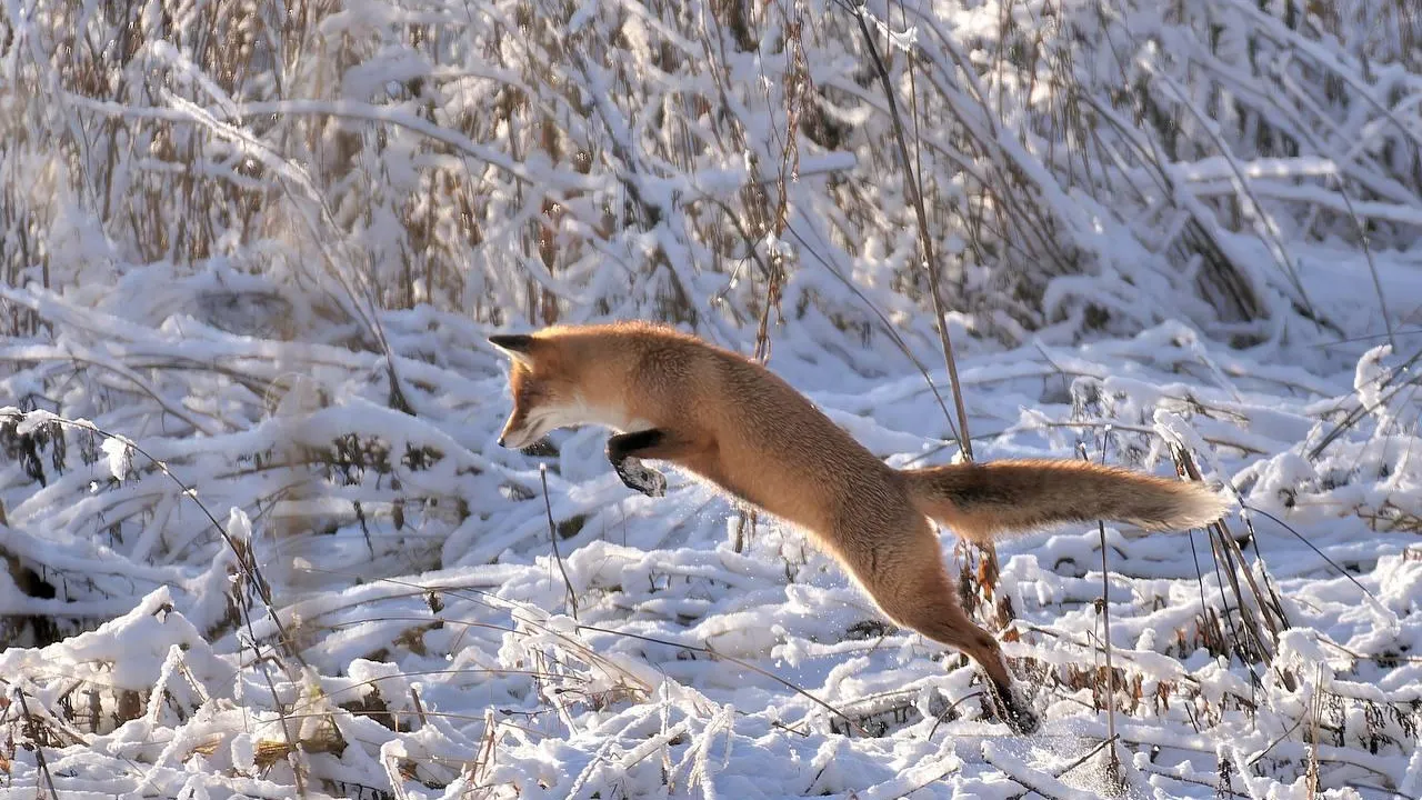 В Павлово-Посадском округе откроют фотовыставку о природе