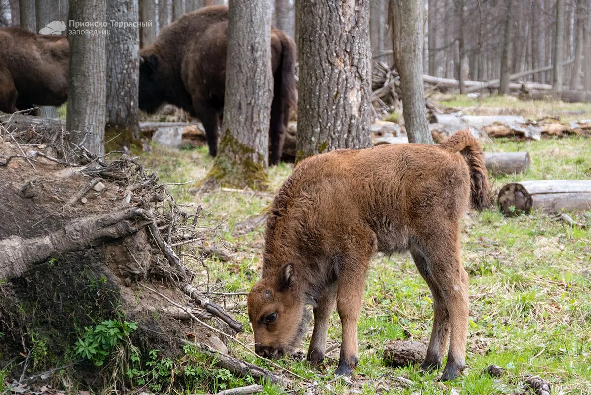 pt-zapovednik.ru
