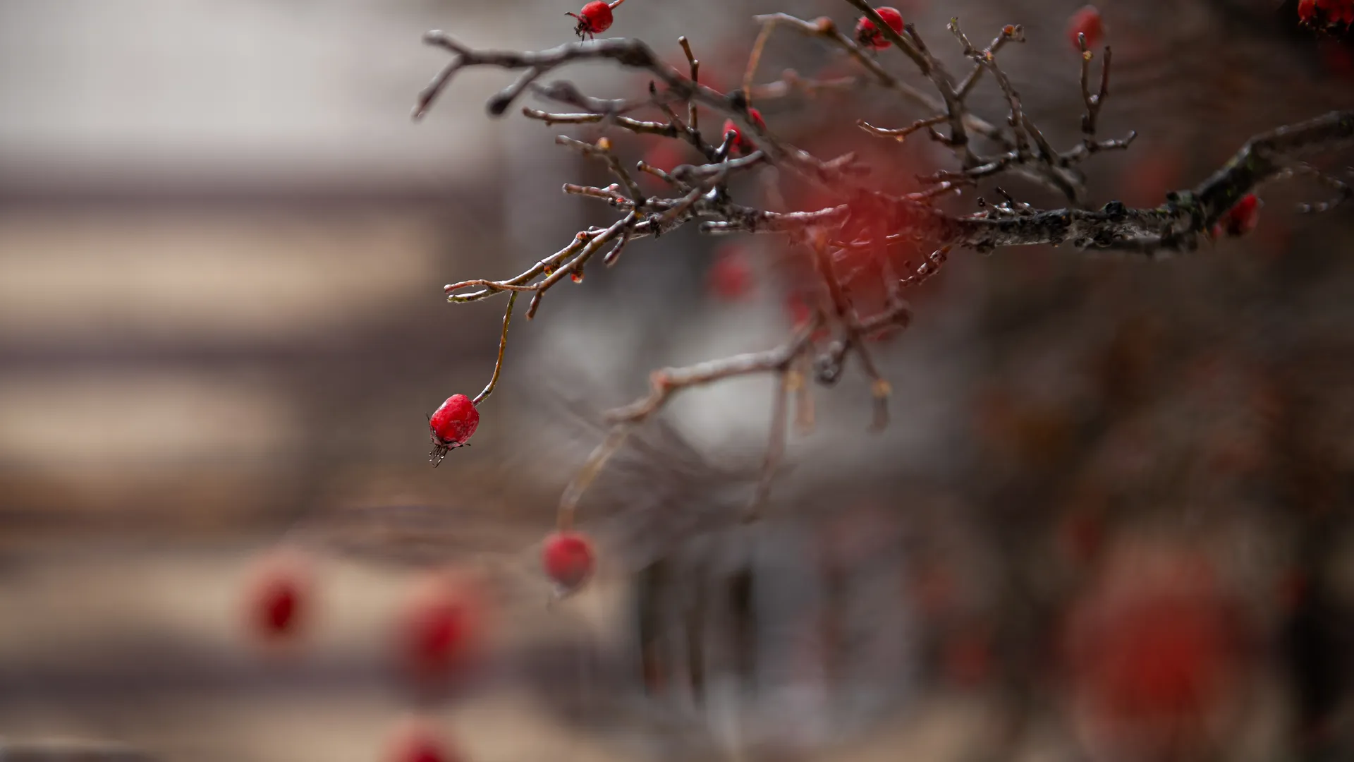 Появились фото последствий ледяного дождя в Подмосковье