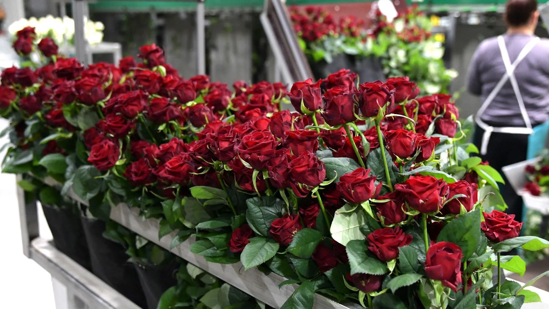 Дмитровский тепличный комплекс поставляет заказчикам 20 млн роз ежегодно
