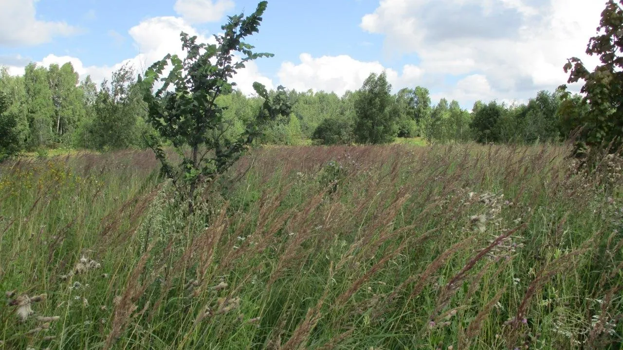В Орехово-Зуеве продали 7,7 га изъятой сельхозземли