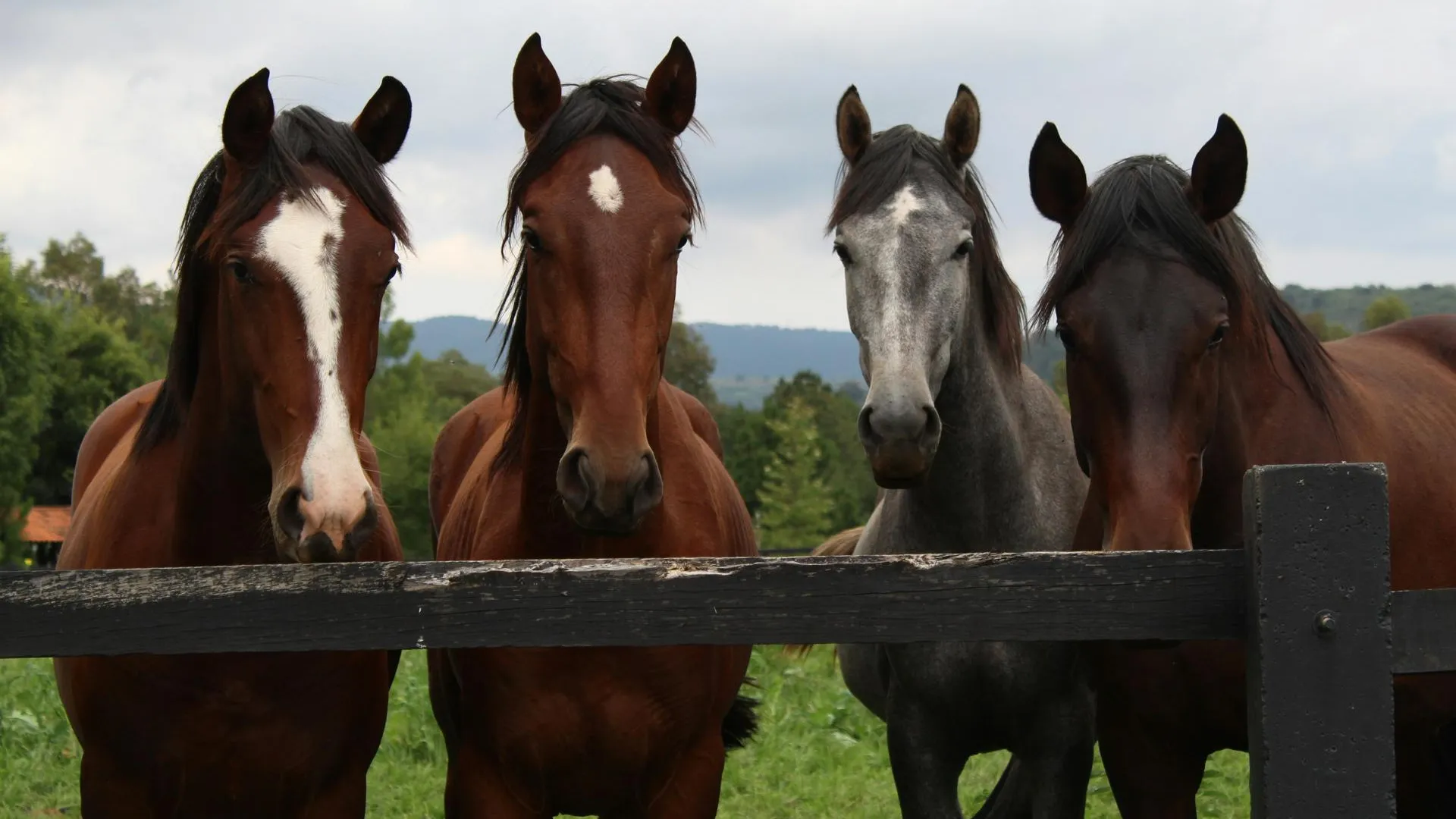 Роспотребнадзор следит за ситуацией с «неизвестным» вирусом у лошадей в Швеции