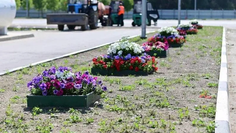 Цветы и овощи вырастили в техногрунте из переработанных отходов на подмосковных КПО