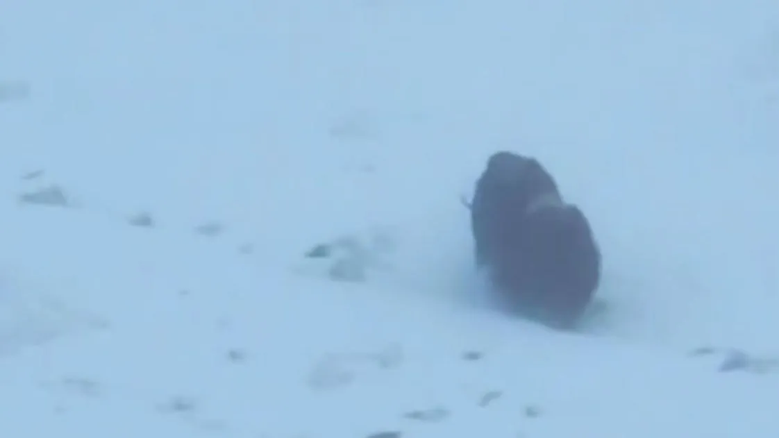 Экипаж атомного ледокола снял на видео овцебыка на льду Енисея