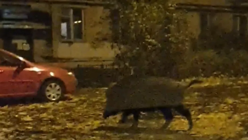 Дикого кабана заметили на детской площадке в Мытищах